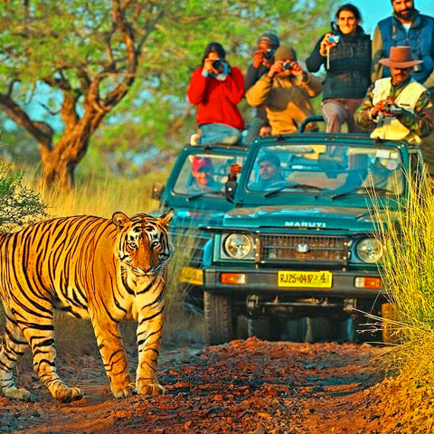 img/Ranthambore-a-b.jpg