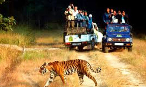 Wildlife Tour
